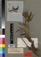 Image result for Lippia plicata