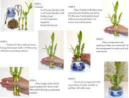 Pin On Indoor Plants
