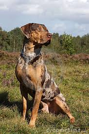 Catahoula Leopard Dog Catahoula Leopard Dog Royalty Free