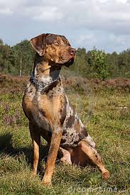 catahoula leopard dog catahoula leopard dog royalty free