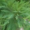 Only trees used to wet conditions over time readily survive constant submersion of their roots and lower trunk in water. 1