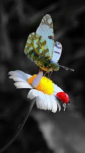 images