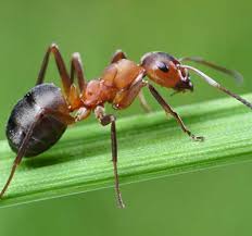 Residential pest control & lawn care services. Your Pest Control Lawn Care Professionals Ford S Hometown Services