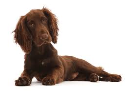 We did not find results for: Chocolate Working Cocker Spaniel Puppy Photograph By Mark Taylor