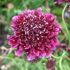 Image result for Scabiosa drakensbergensis