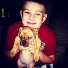 Lost dog Ares in Carmichael, PA