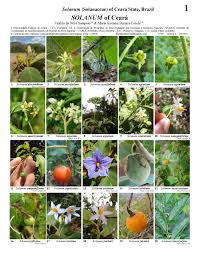 Also known as the potato family, it includes several common vegetables (potatoes, peppers, tomatoes), ornamentals (petunias, snapdragons), leafy greens. Ceara Solanum Solanaceae Field Guides