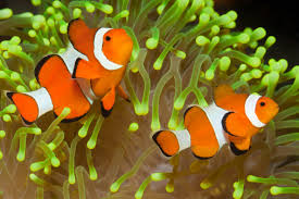 Dalam para remaja saat ini, sangat sulit buat mengutarakan suatu perasaan kepada wanita yang dicintai. Informasi Belajar Anak Interaktif Gambar Kolase Ikan Nemo
