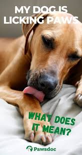 Pin On Dog Behavior