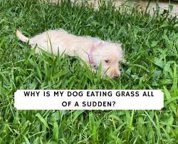 Why Is My Dog Eating Grass All Of A Sudden 2021 We Love Doodles