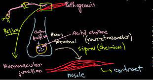For all cases, analysis of blood, stool, or vomit can be used to indicate any traces of toxin. Clostridium Botulinum Pathogenesis Youtube