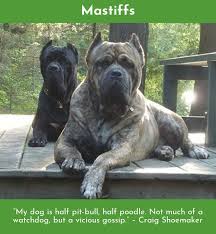 Wake Up Hug Dog Have A Good Day Mastiffs Mastiffoftheday Mastiffmix Mastiffsrule Cane Corso Cane Corso Dog Corso Dog