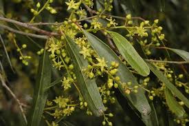 Image result for Ventilago