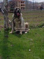 eskobar sila kangal yavru satislarimiz kangal kopegi kopek resim