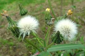 Image result for Sonchus oleraceus
