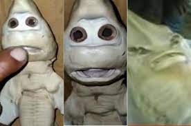 Beredar video ikan berbentuk aneh dengan judul video anak durhaka. penjelasan: Cek Fakta Beredar Foto Bayi Hiu Berwajah Manusia Bak Cerita Anak Durhaka Yang Dikutuk Ini Faktanya Pikiran Rakyat Bekasi