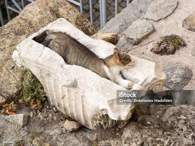 Sleeping Archaeology Cat