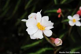 On White: Flower garden