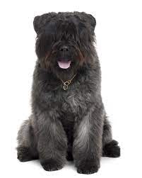 Bouvier Puppies Breed Information Puppies For Sale