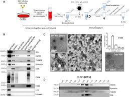 Extracellular vesicles from Zika virus‐infected cells display viral E  protein that binds ZIKV‐neutralizing antibodies to prevent infection  enhancement | The EMBO Journal
