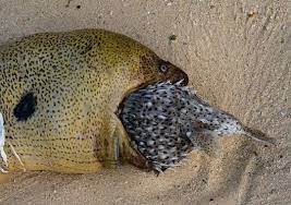 Biolovers Una Anguila Morena Gigante Gymnothorax Facebook