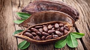 Cocoa Beans Raw Cacao Cocoa Cacao