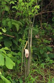 Image result for Gonatopus