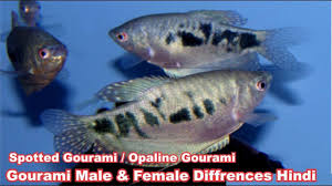 Gourami Fish Male And Female Diffrences Male Female Gouramis Male Female Fish Pet