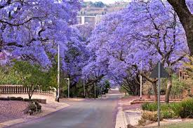 Malgré une série de coups d'état en afrique au cours des derniers mois, la tendance à long terme est à la baisse. Jacarandas D Afrique Du Sud Jacaranda Tree Unique Trees Beautiful Tree