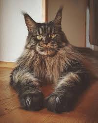 Craigslist was also very helpful to backyard breeders who could list their overpriced, unregistered mutt puppies to people. Pin On Sweaters For Cats