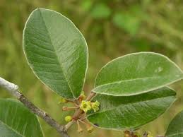 Image result for Chrysophyllum