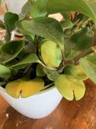 Pin On Plant Care Questions