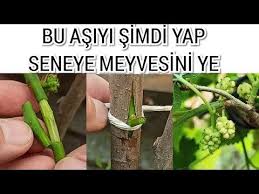 Dut Agacina Bir Yilda Meyve Verdiren Asi Youtube Meyve Bitki Agac