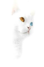 Pin By Kelvin Acevedo On White Cats White Cats Wallpaper Iphone Cute Wallpaper