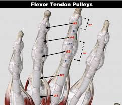 Flexor digitorum profundus muscle is a powerful flexor of the fingers. Pulley Injuries Explained Part 1 Grassroots Physical Therapy