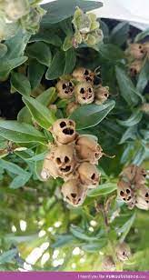 Pin On Flors