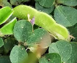 Image result for Grona triflora