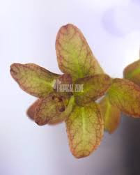 Image result for Ludwigia senegalensis