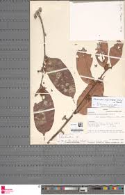 Image result for Cleistanthus polystachyus