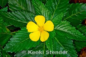 Image result for Turneraceae