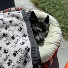 Benson serves orange county, san diego and temecula. Vets To Pets Mobile Veterinary Service 13 Photos 54 Reviews Veterinarians Bonita Ca Phone Number