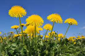 Get Rid of Dandelions in Your Yard ...