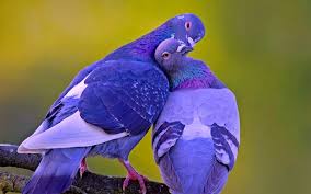 Lovely Pigeon Birds Kissing Couple Jpg 1920 1200 Animals Animals Beautiful Pet Birds