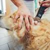 Worried your dog has an intestinal blockage? 1