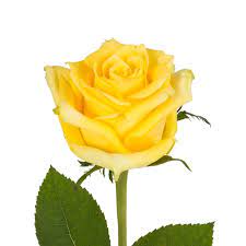 The cost of replacing motor oil at walmart auto centers varies depending on which oil you choose and whether you walmart oil change always includes up 5 quarts of quality motor oil and a new oil filter. Yellow Roses 50 Cm Fresh Cut 100 Stems Walmart Com Walmart Com
