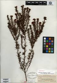 Image result for Hypericum aethiopicum