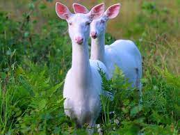 نتيجة بحث الصور عن صور عيون غزلان albino deer albino animals rare animals