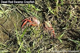 A Non Native Crayfish In Southwest Ohio Bygl