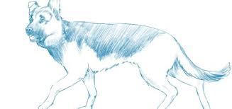 This guide is more of a desk reference and is great reading. Animals Drawing References And Sketches For Artists