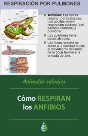 El síndrome proteus es una enfermedad congénita que ocasiona un crecimiento no proporcional de la piel y un desarrollo anormal de los huesos, acompañado, por lo general, de tumores por la mayor. Como Respiran Los Anfibios Proceso Y Caracteristicas Anfibios Respiracion De Los Anfibios Respirar